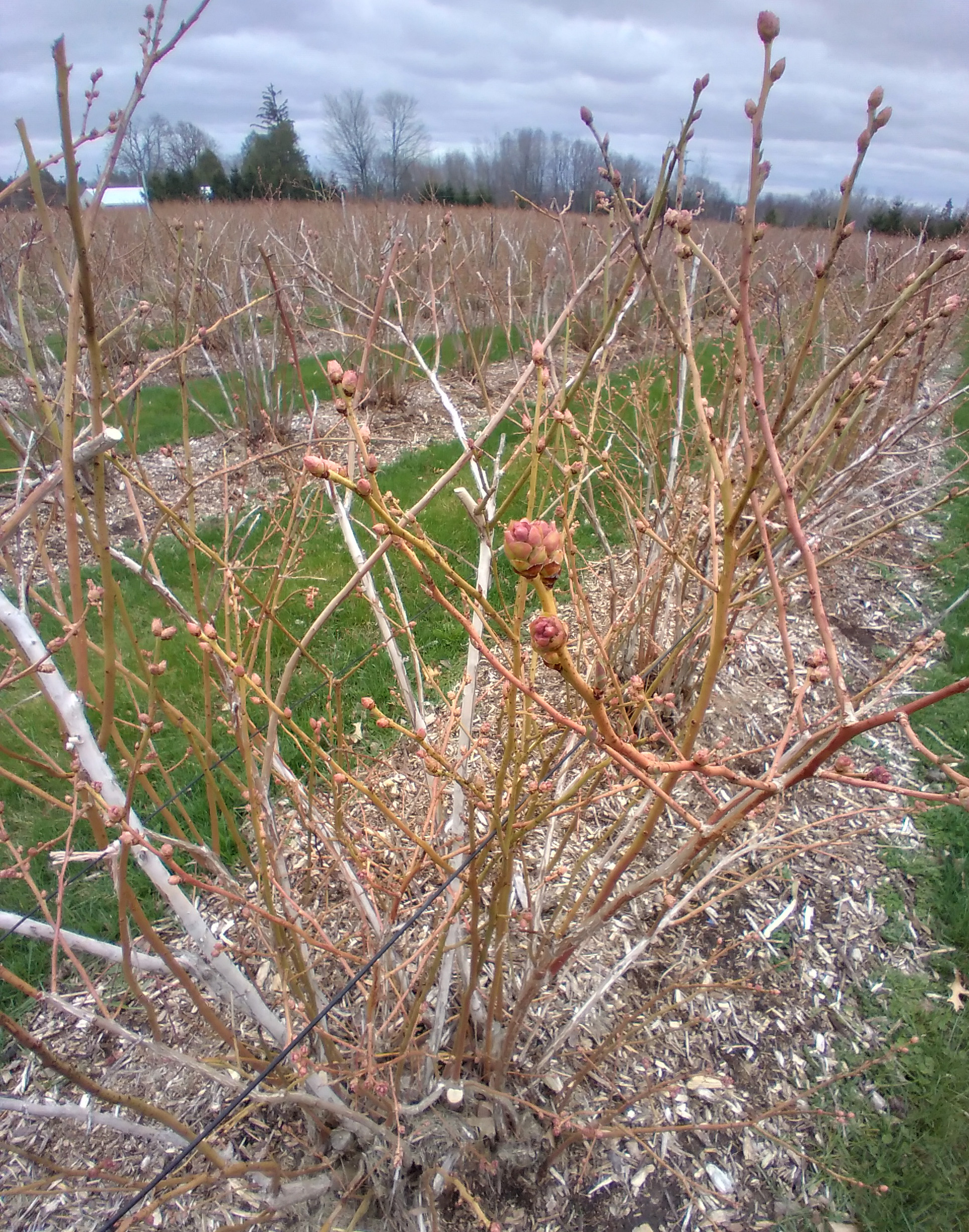 Duke blueberries.